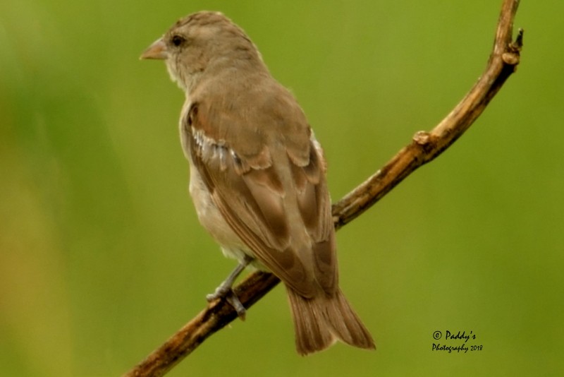 Yellow-throated Sparrow - ML108907331