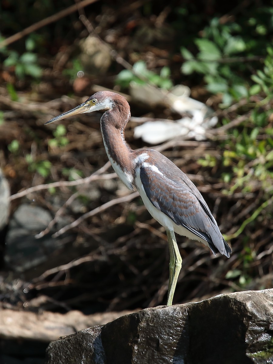 Tricolored Heron - Howard Patterson