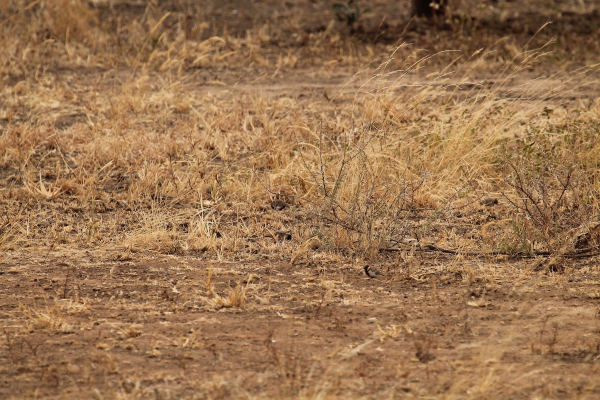 Fischer's Sparrow-Lark - Kyle Gage