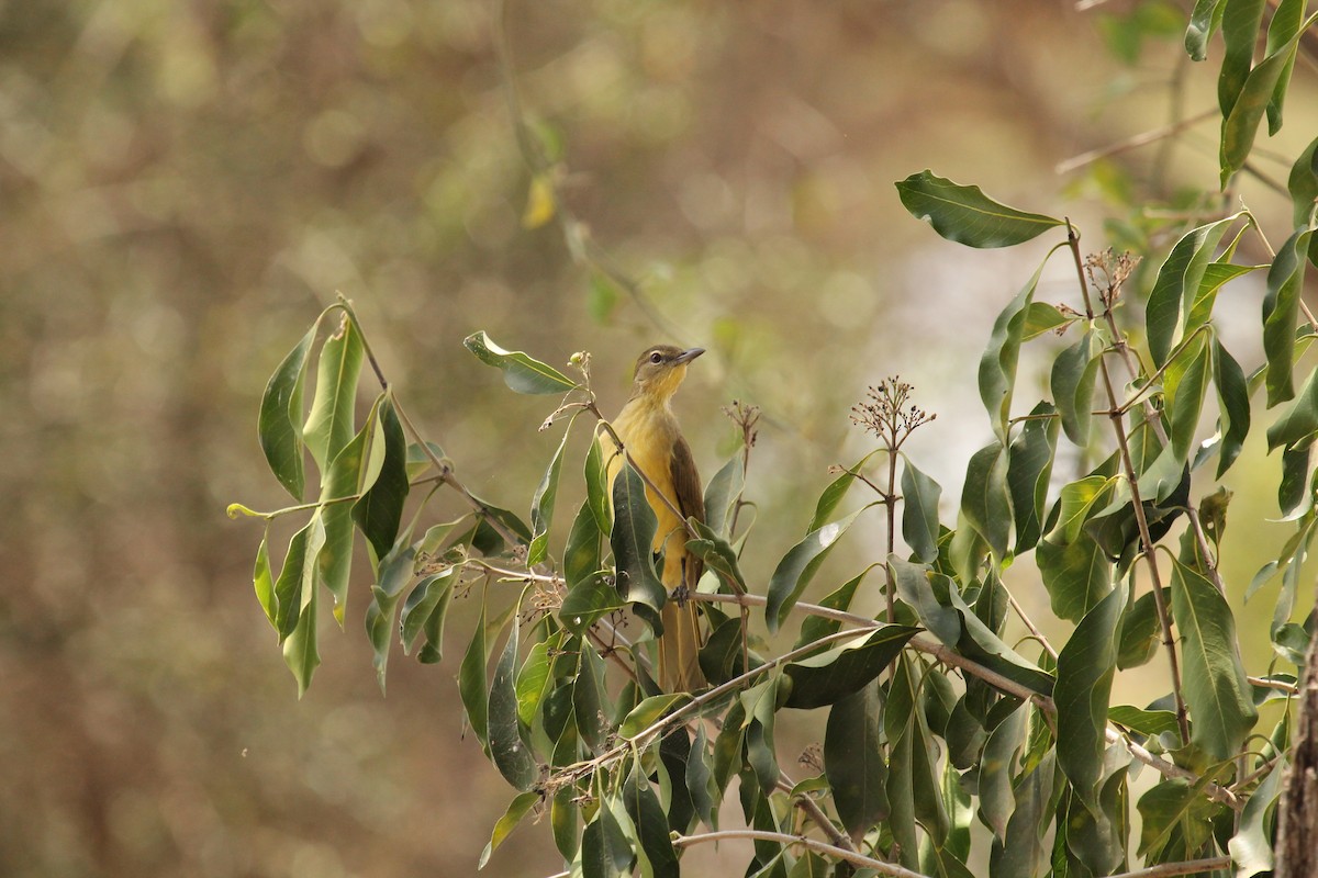 Yellow-bellied Greenbul - ML108908691