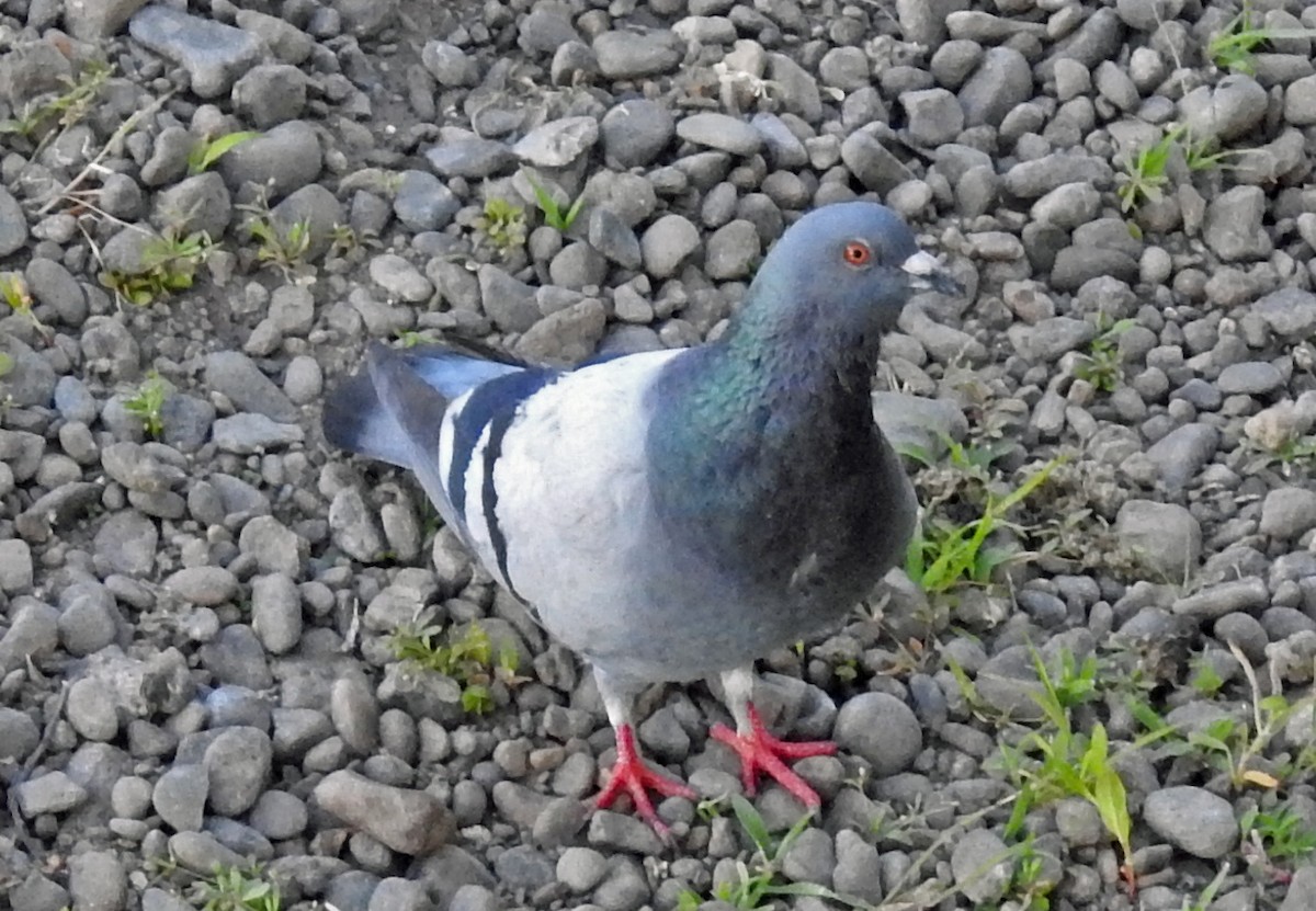 Rock Pigeon (Feral Pigeon) - Jim Scott