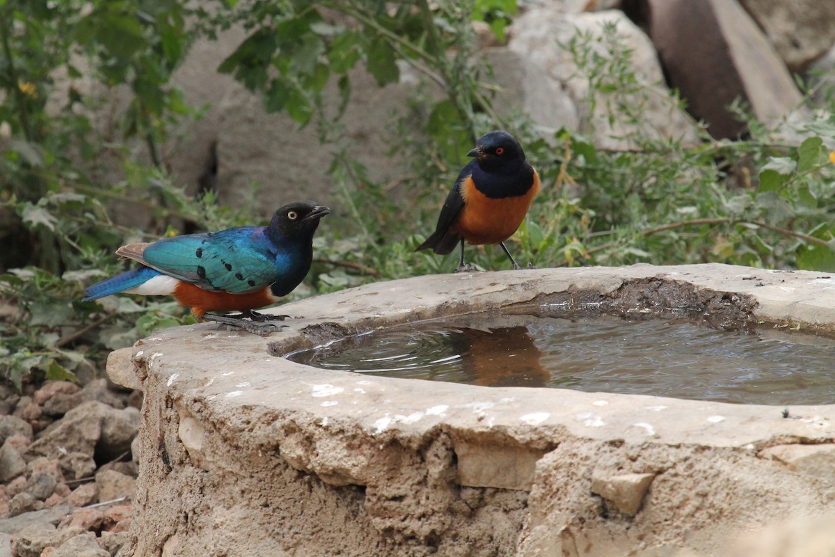 Superb Starling - ML108909861