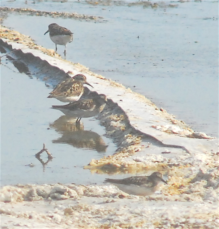 Least Sandpiper - ML108910541