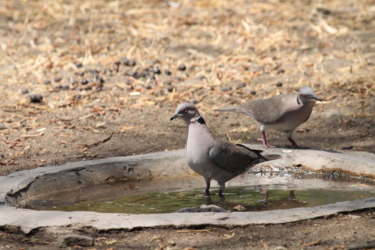 Mourning Collared-Dove - Kyle Gage