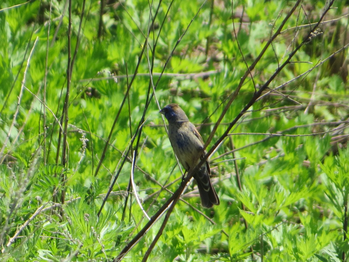 Blue Grosbeak - ML108911251