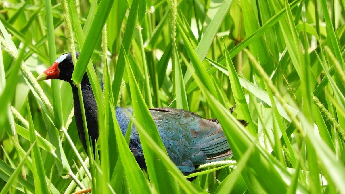 Purple Gallinule - Aurelio Molina Hernández