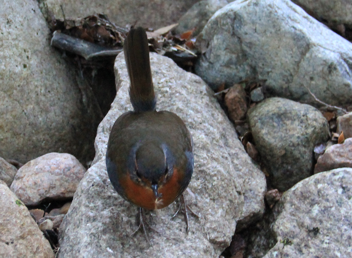 Chucao Tapaculo - ML108913101