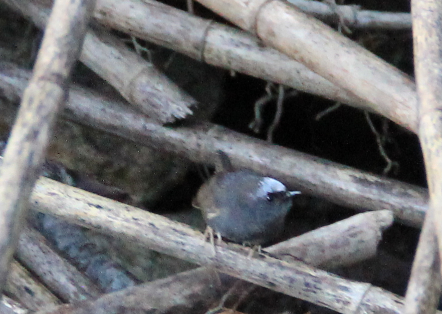 Magellanic Tapaculo - ML108913131