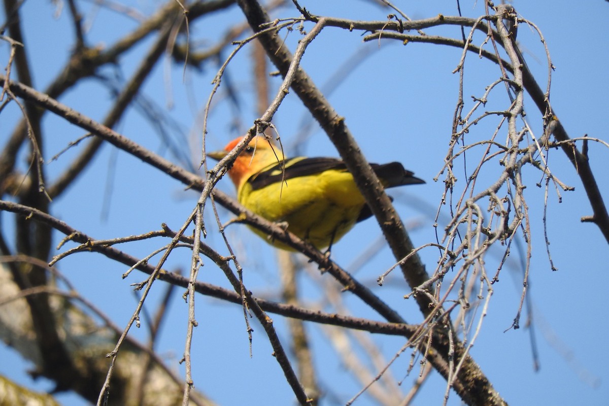 Piranga à tête rouge - ML108913281