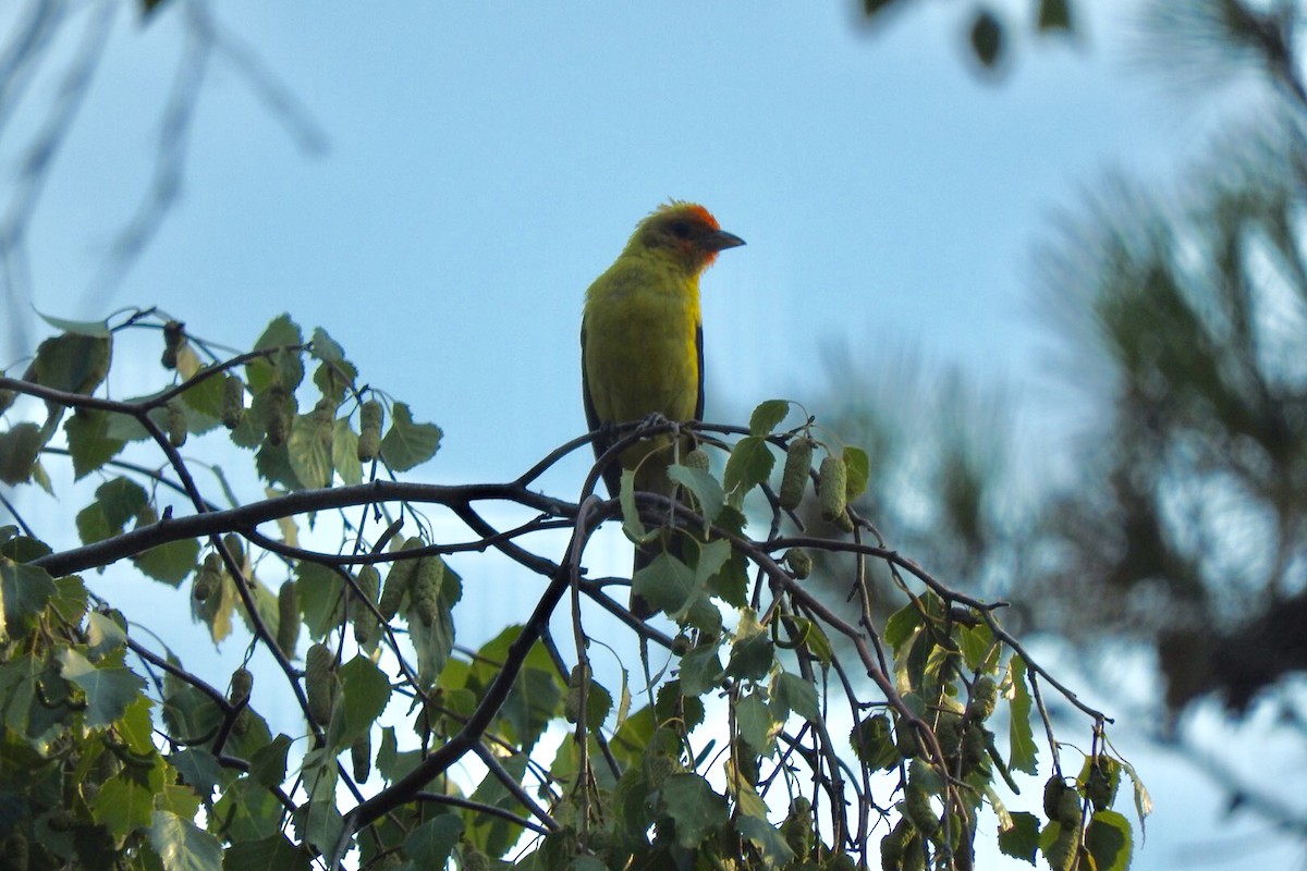 Western Tanager - ML108913291