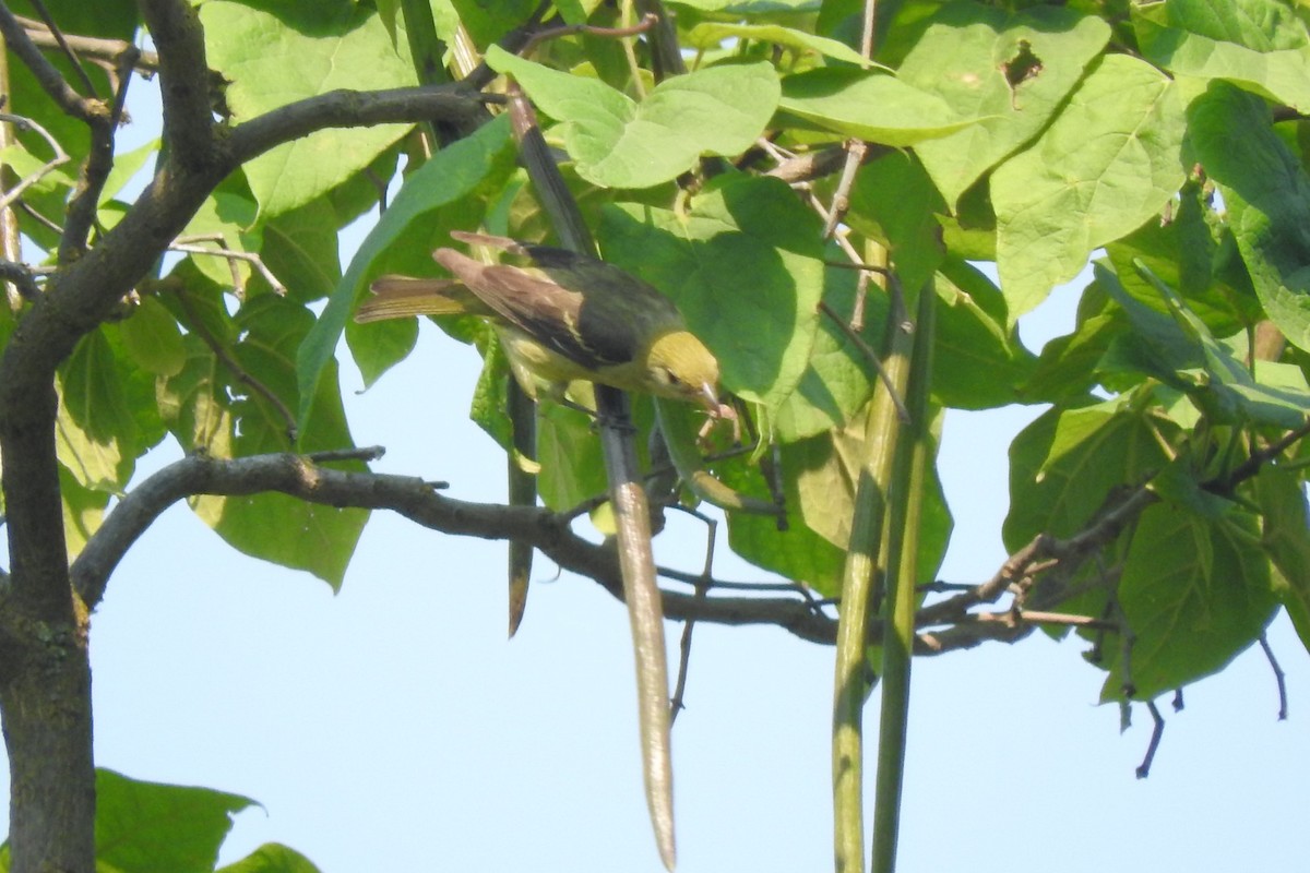 Western Tanager - ML108913301