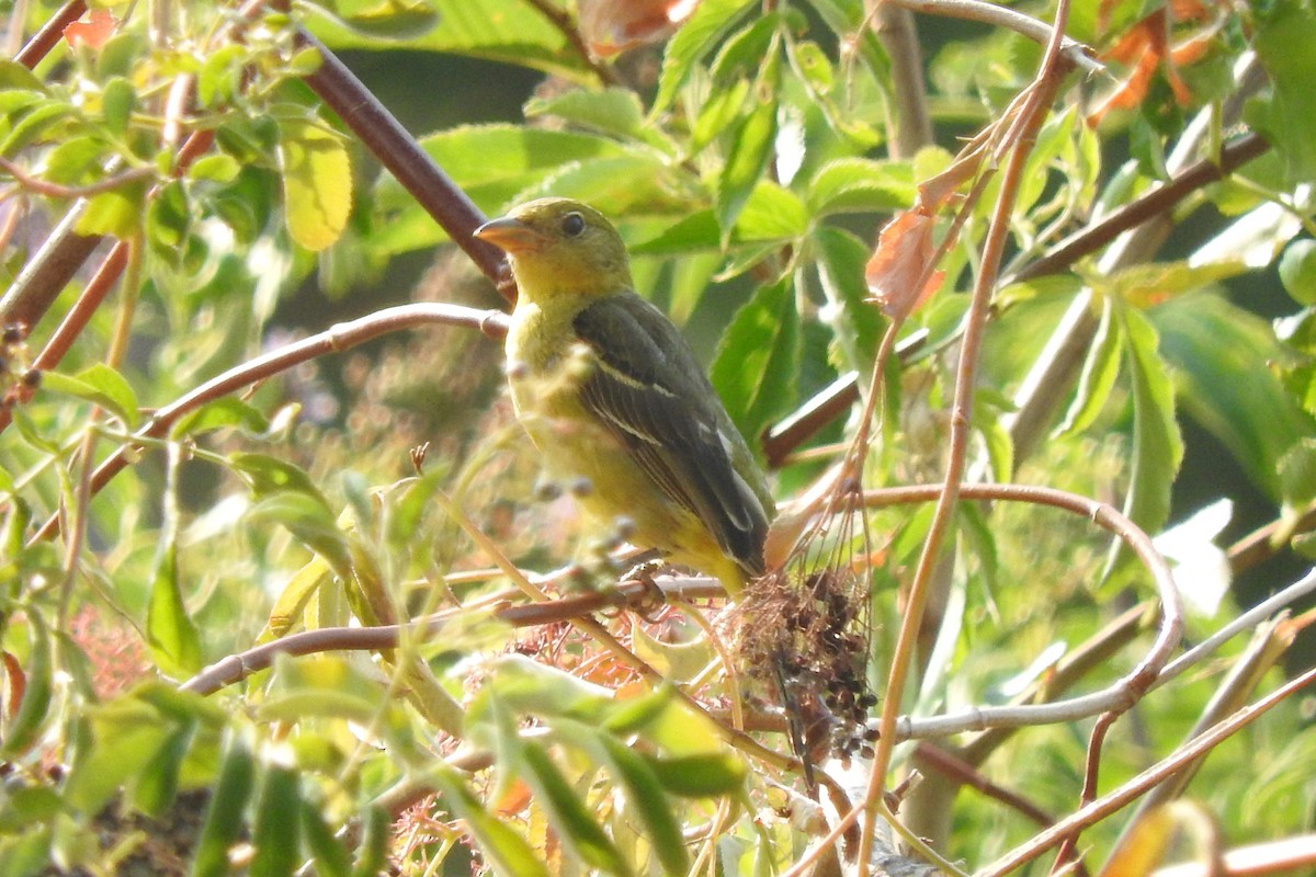 Western Tanager - ML108913311