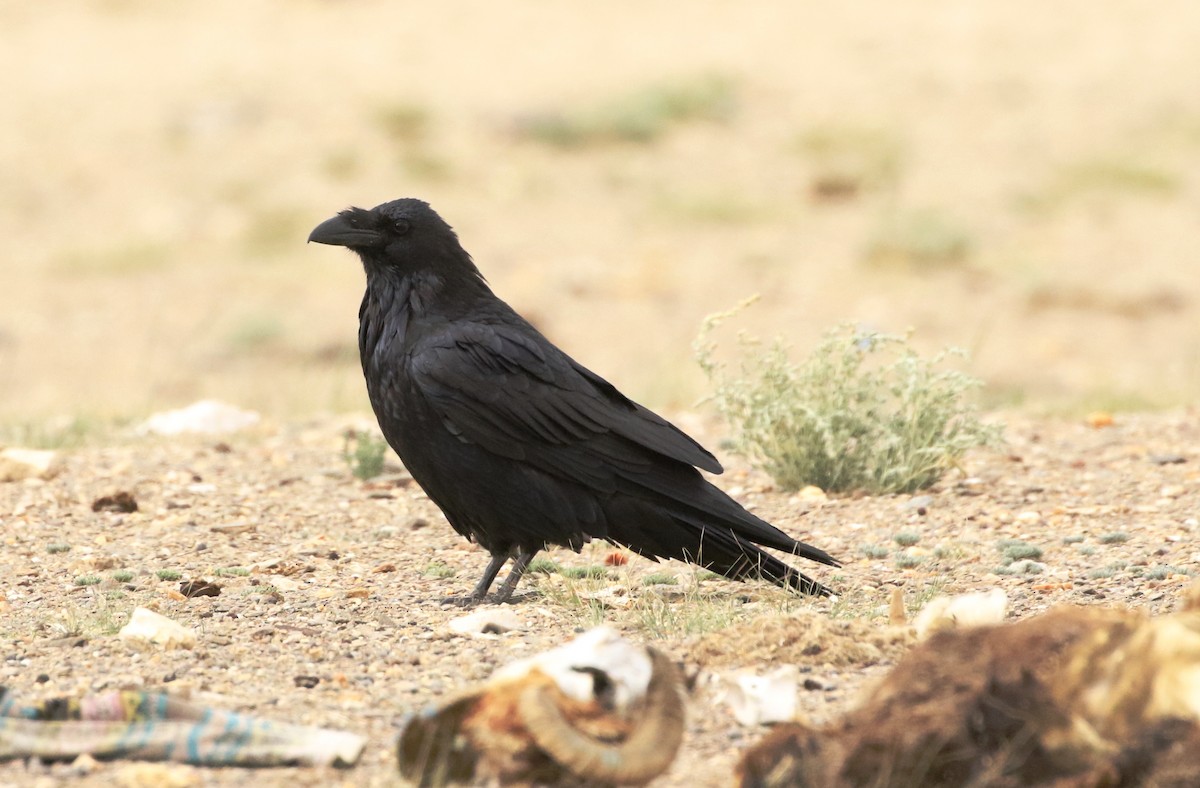 Common Raven - Neeraj Sharma
