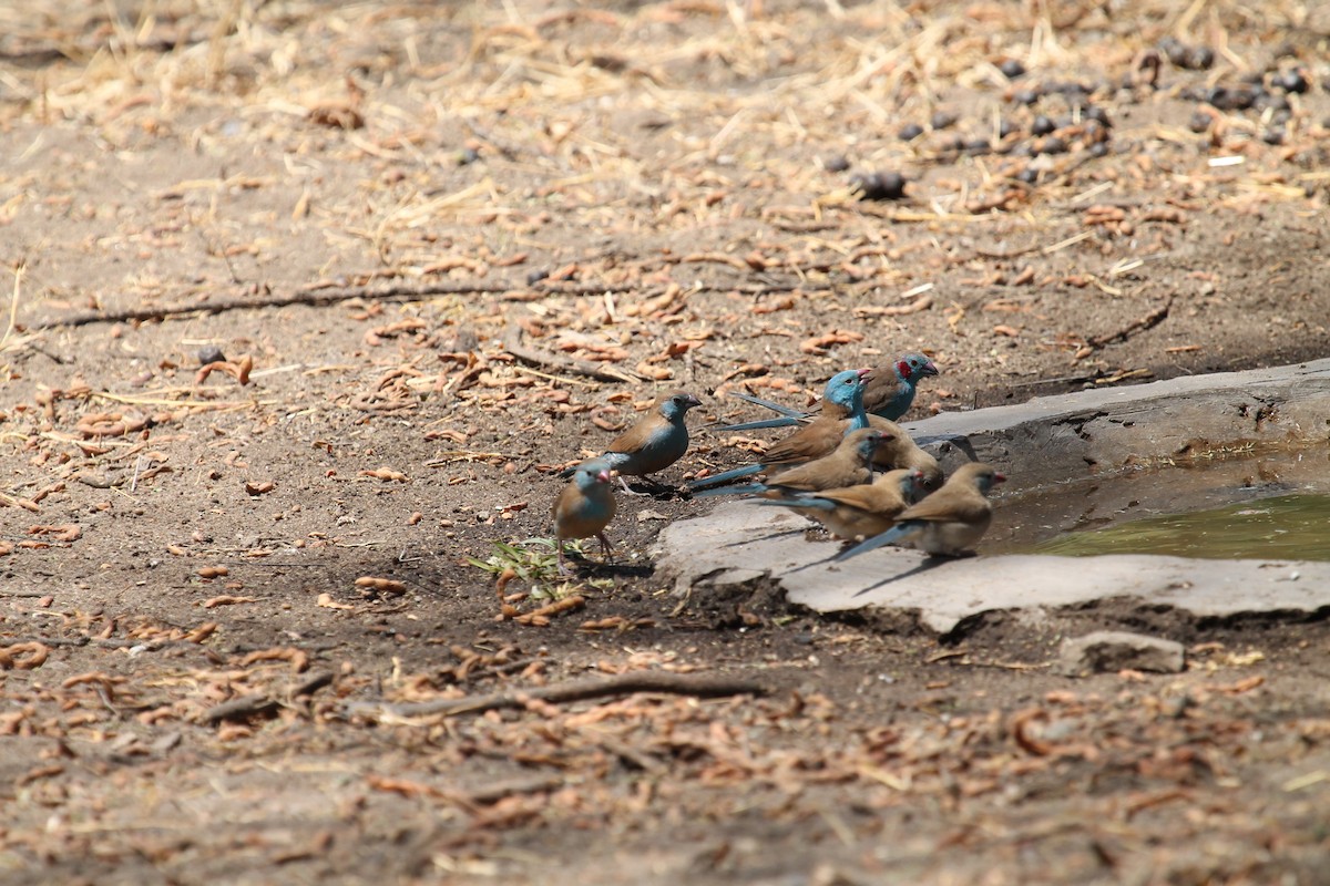 Red-cheeked Cordonbleu - ML108916481