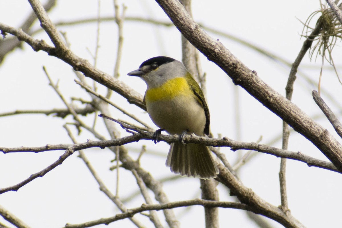 Green-backed Becard - Leandro Bareiro Guiñazú