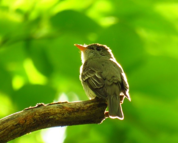 Least Flycatcher - Andy de Champlain