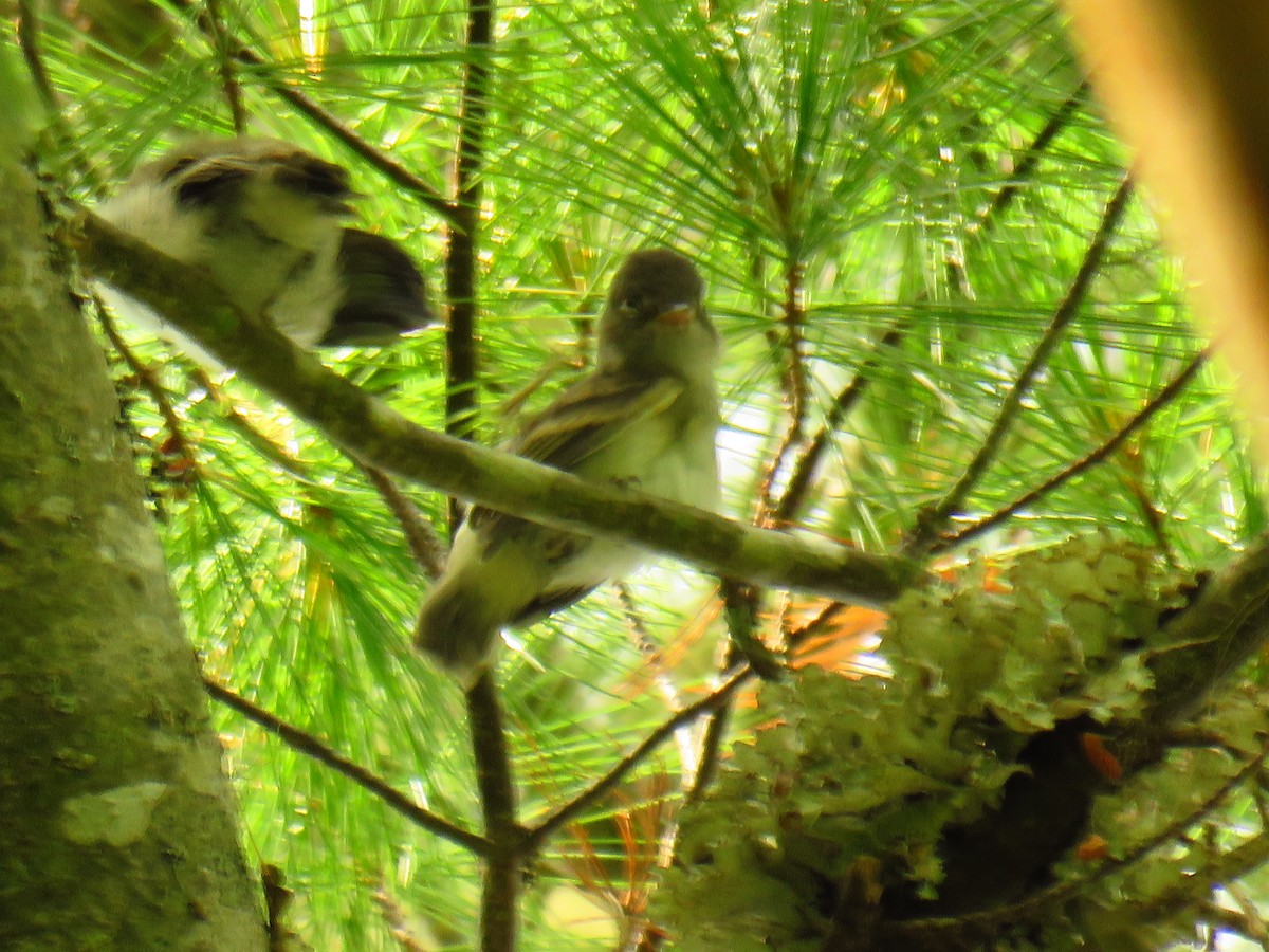 Least Flycatcher - ML108918971