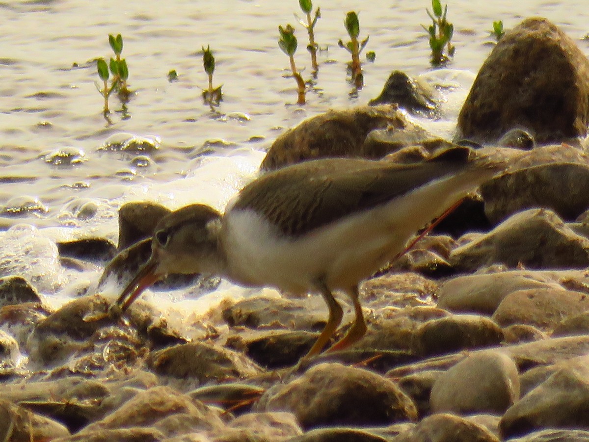 Spotted Sandpiper - Andy de Champlain