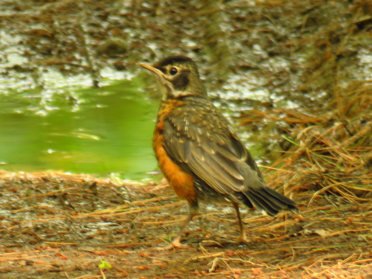 American Robin - ML108919271