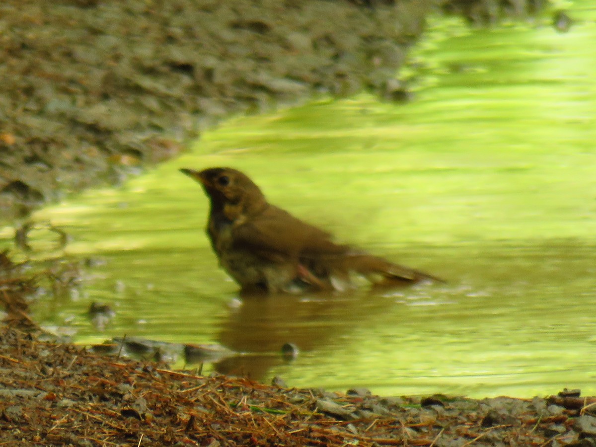 Hermit Thrush - ML108919321