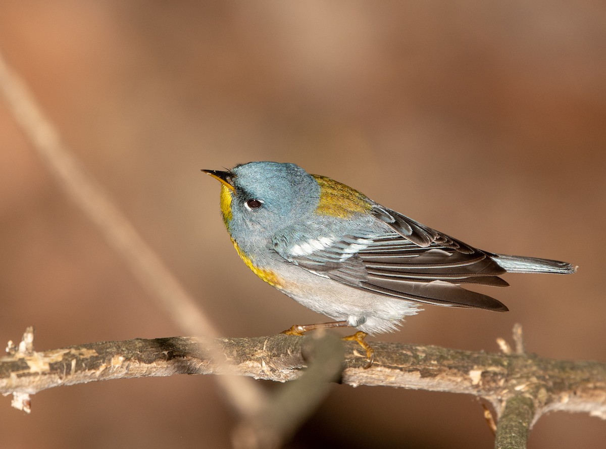 Northern Parula - William Higgins