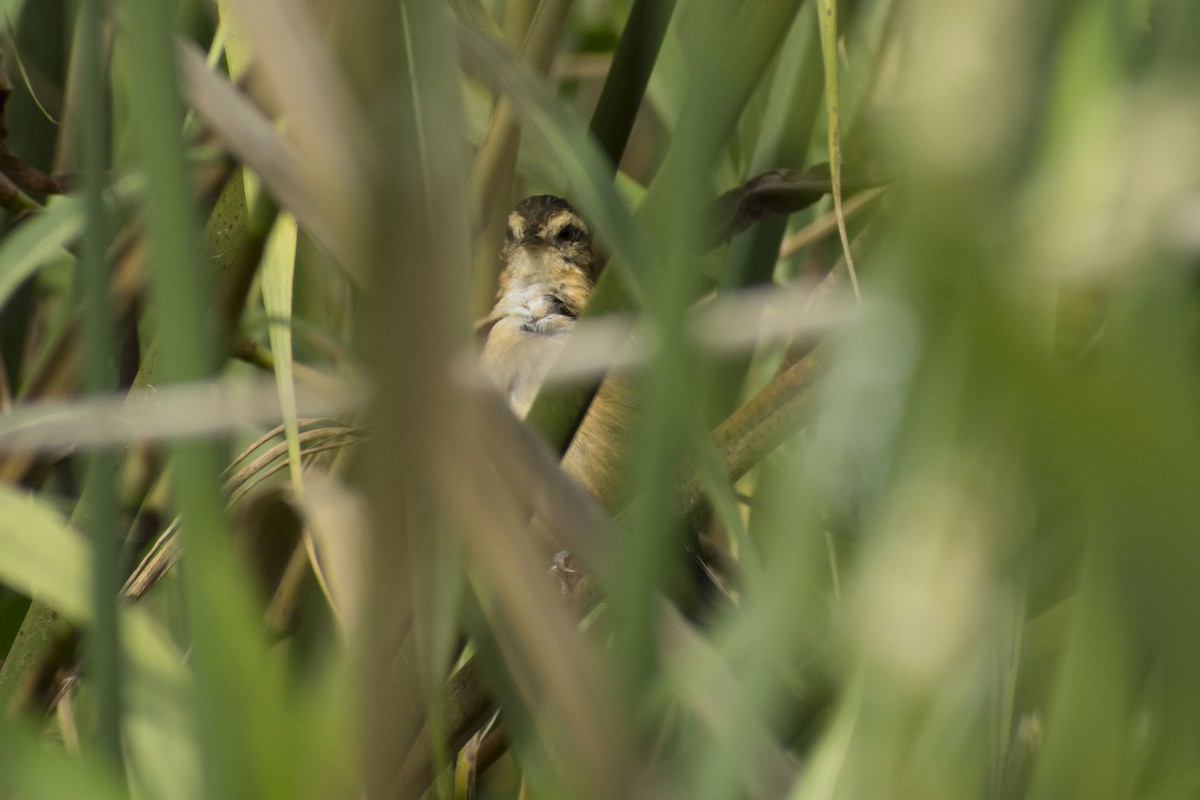 Wren-like Rushbird - ML108919711