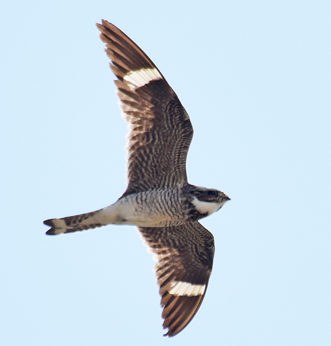 Common Nighthawk - ML108919751