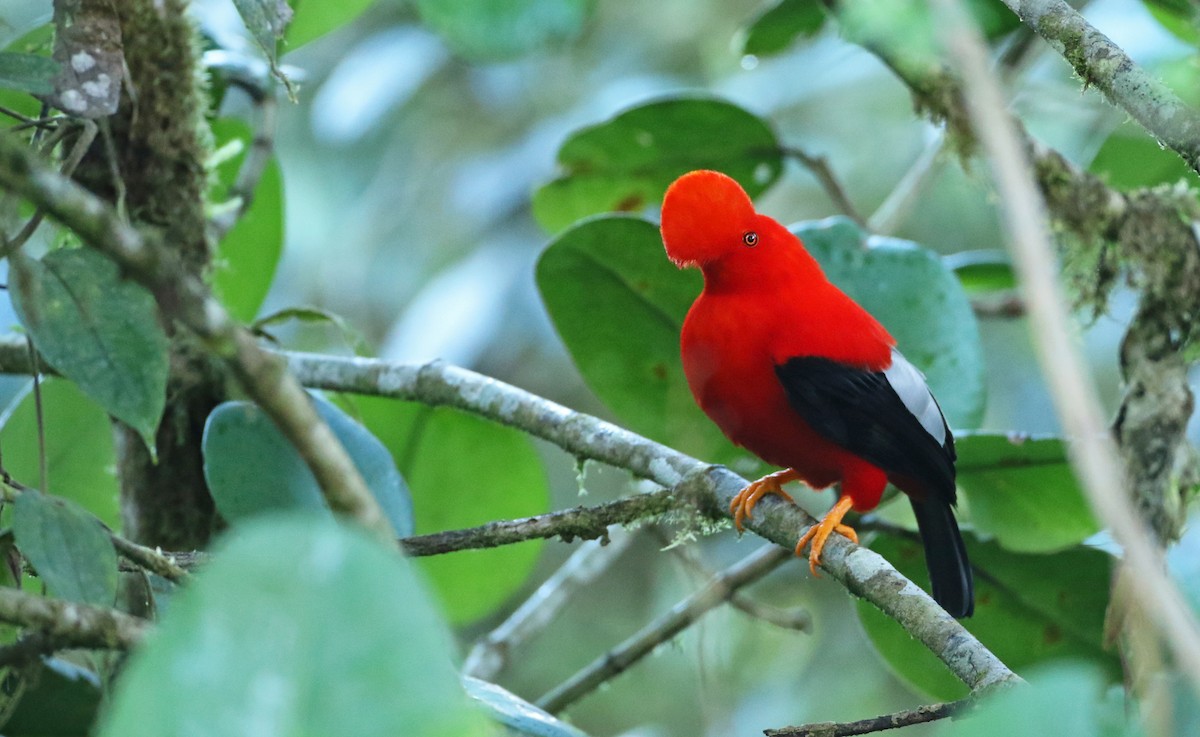 Andean Cock-of-the-rock - ML108920611