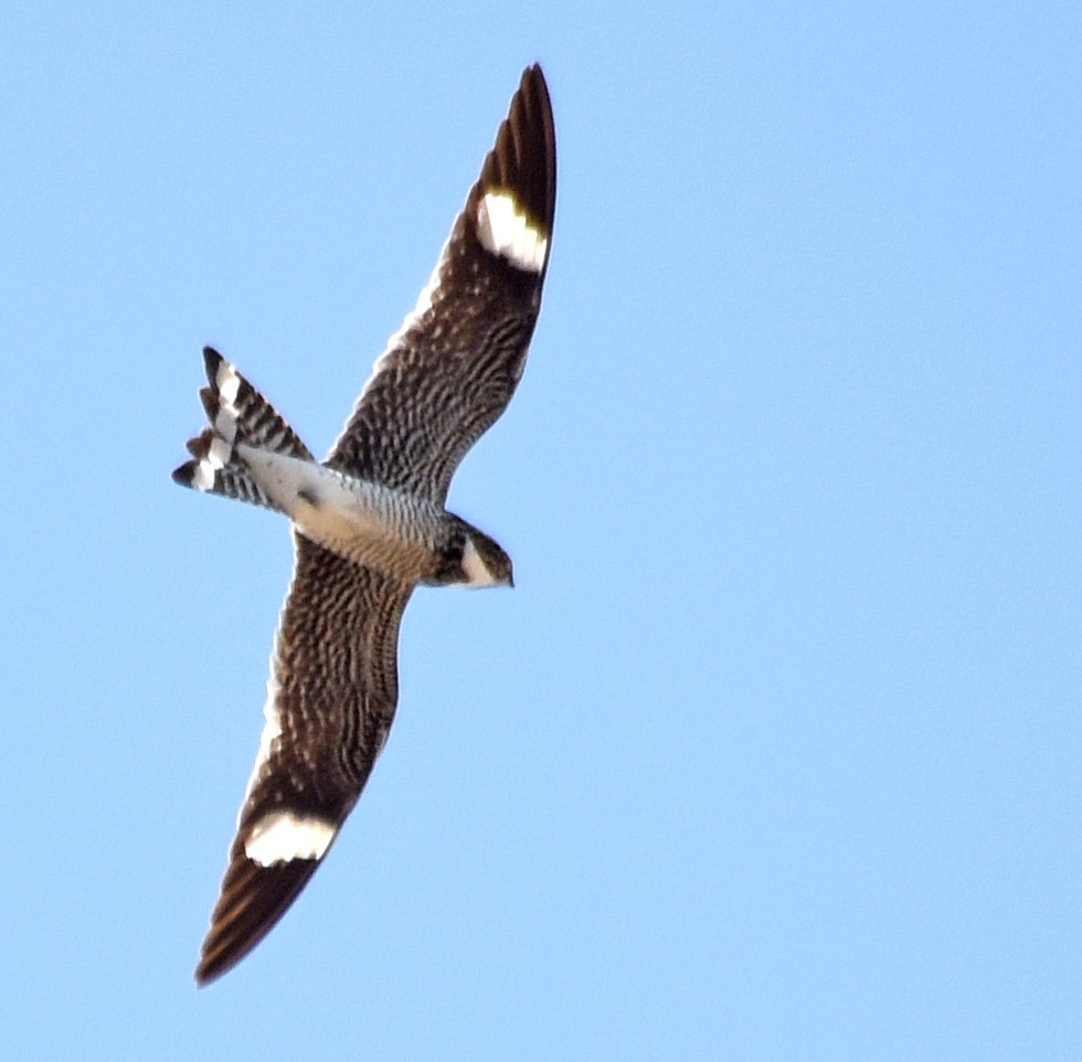 Common Nighthawk - ML108921801