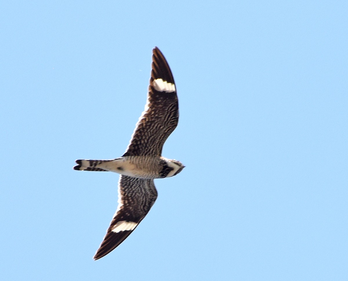 Common Nighthawk - ML108921811