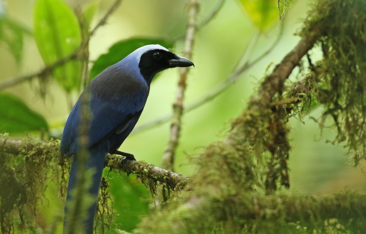 Beautiful Jay - ML108922071