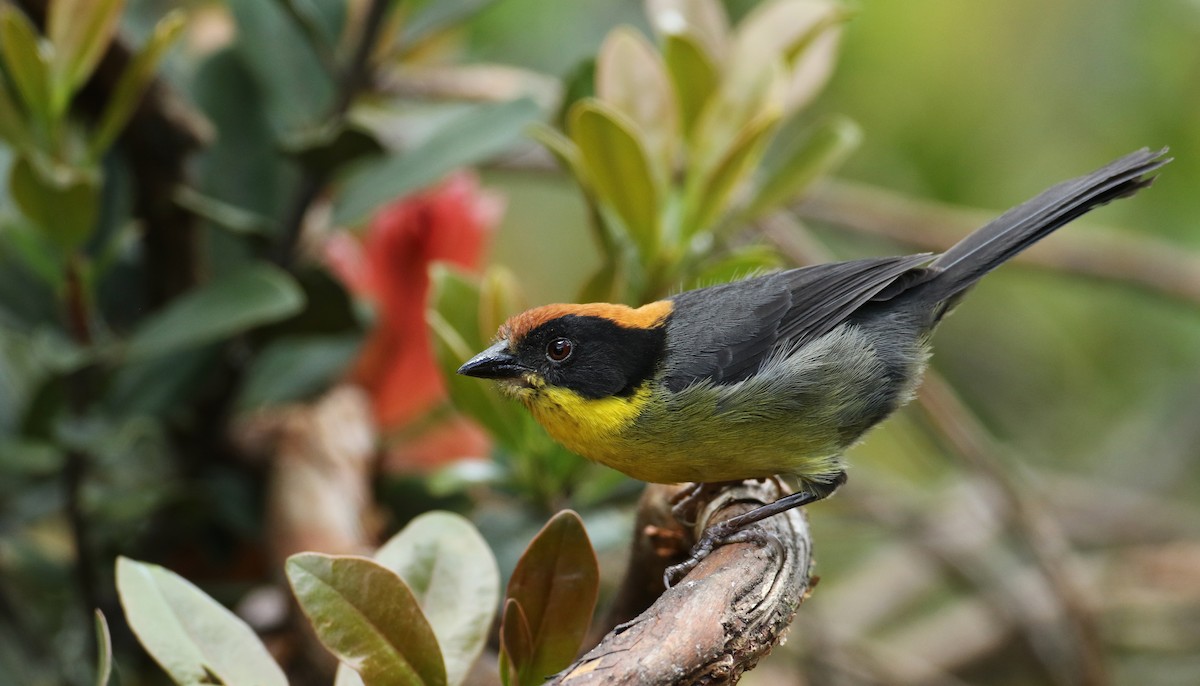 Yellow-breasted Brushfinch - ML108922721