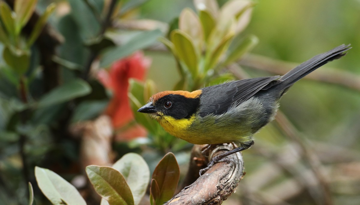 Yellow-breasted Brushfinch - ML108922721