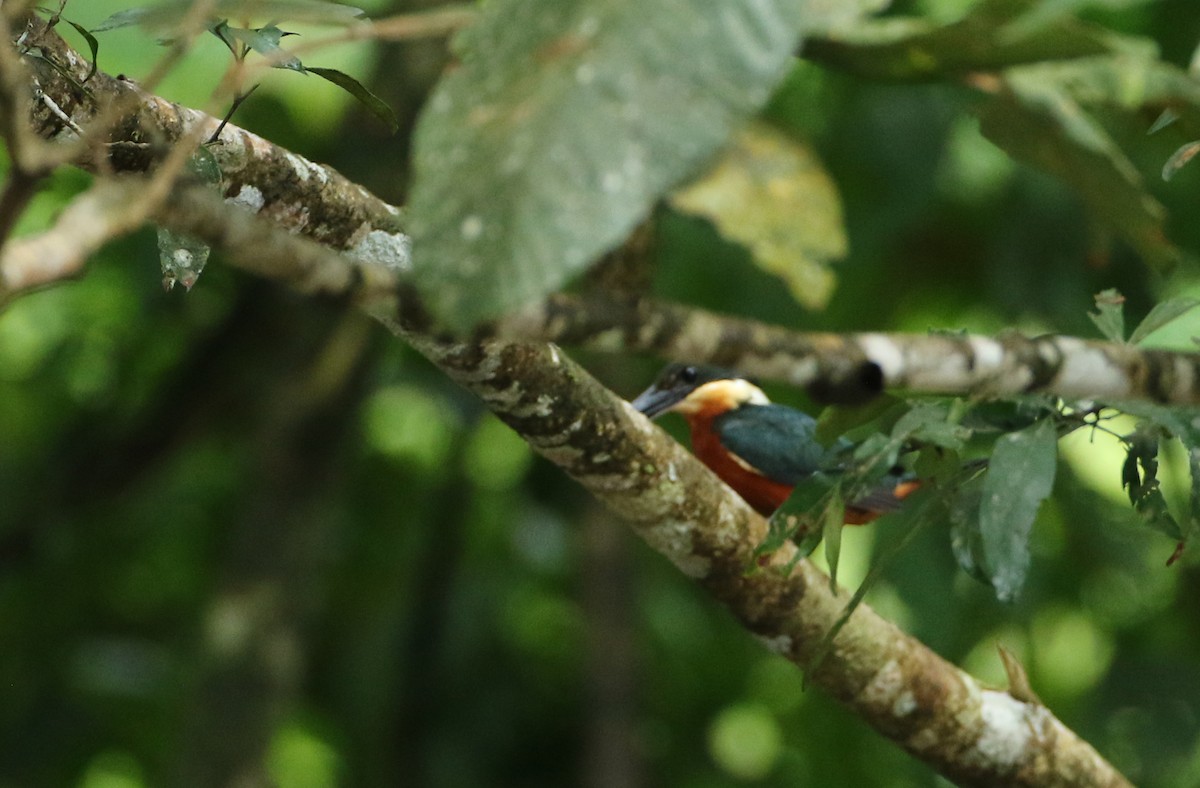 Green-and-rufous Kingfisher - ML108923351