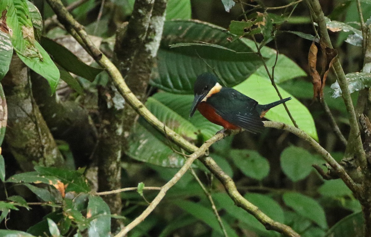 Green-and-rufous Kingfisher - Luke Seitz