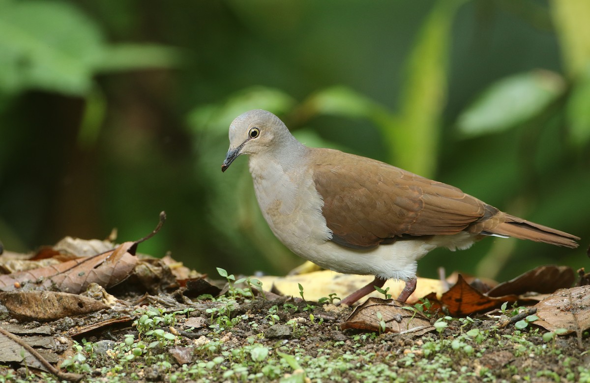 Pallid Dove - Luke Seitz