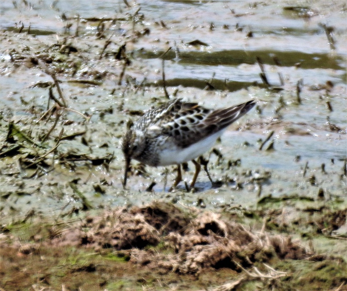 Pectoral Sandpiper - ML108923561