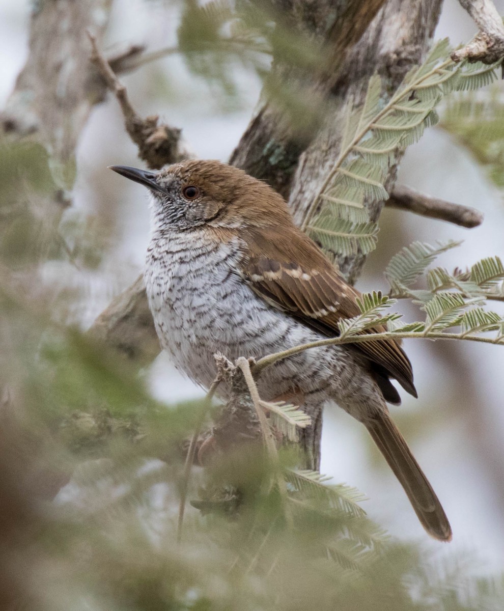 Stierling's Wren-Warbler - Marna Buys