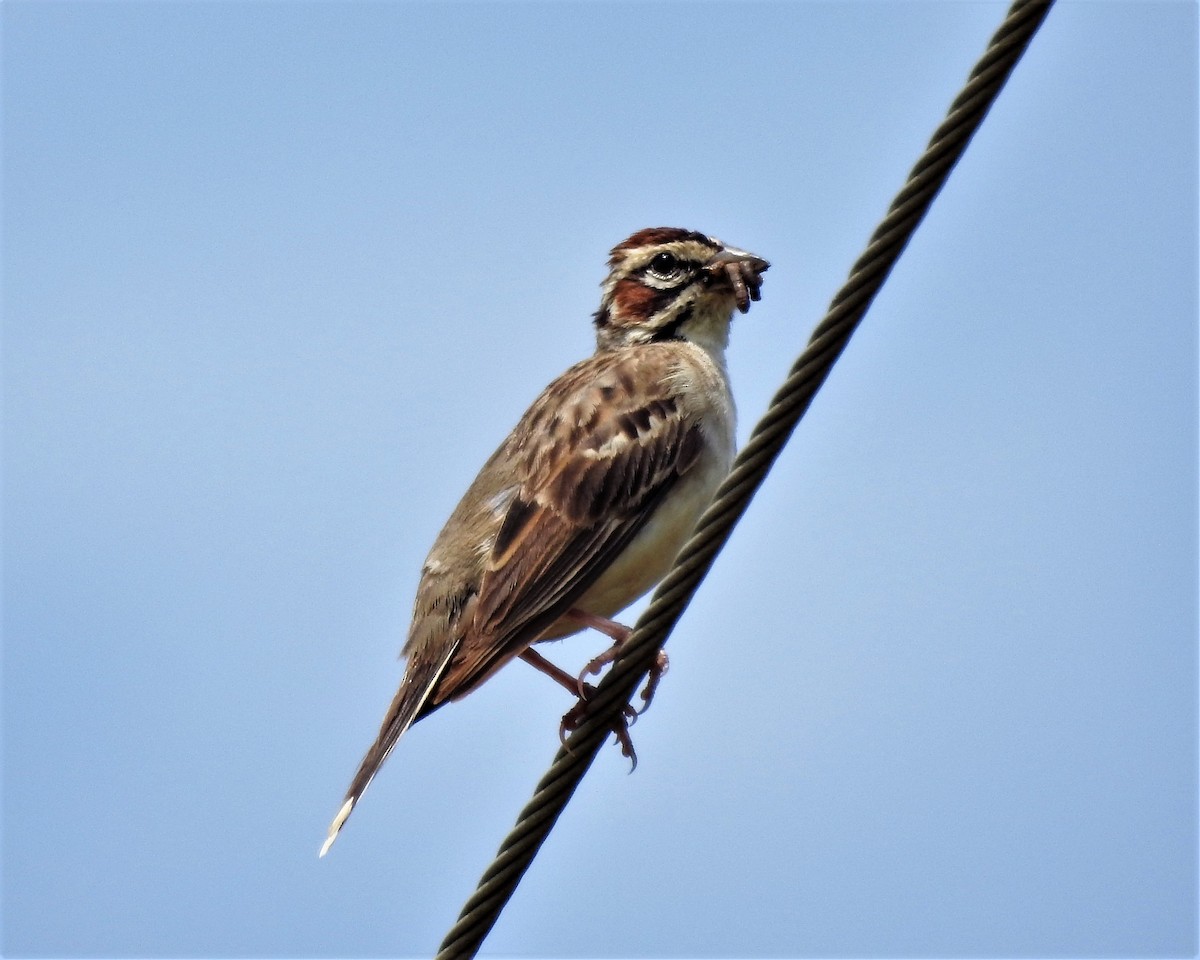 Lark Sparrow - ML108923731