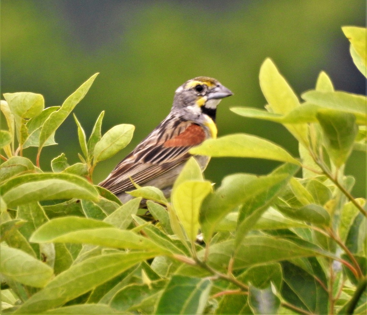 Dickcissel - Rick Kittinger