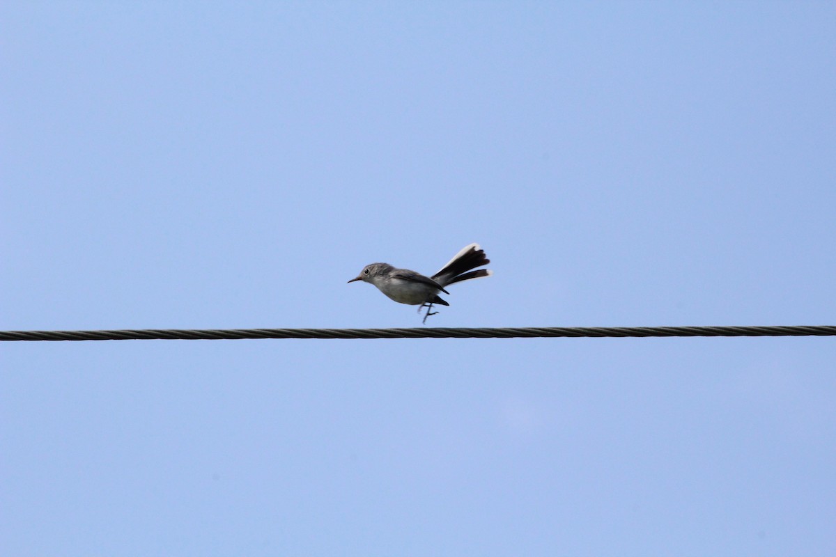 Blue-gray Gnatcatcher - ML108926151