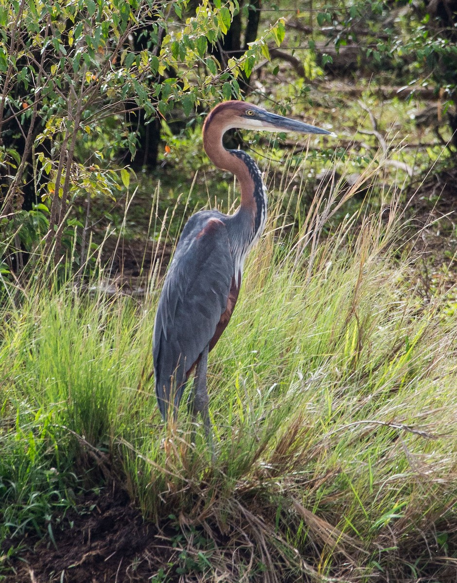 Garza Goliat - ML108927291