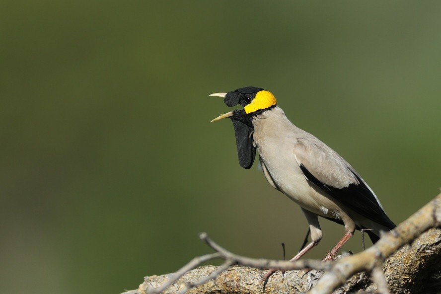 Wattled Starling - ML108927431