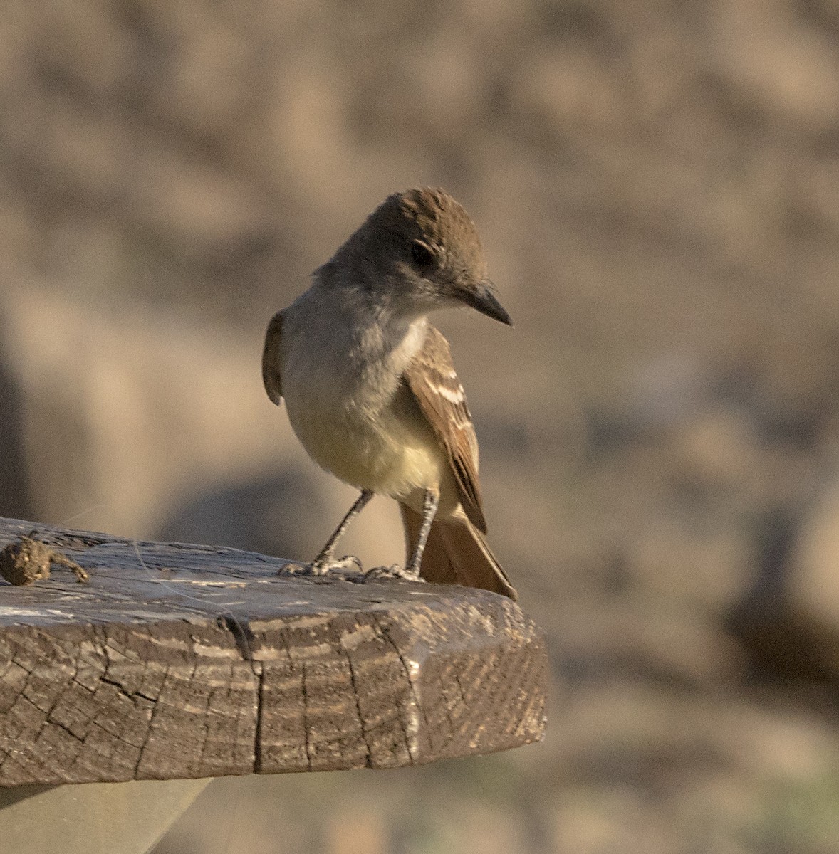 Ash-throated Flycatcher - Terry  Hurst