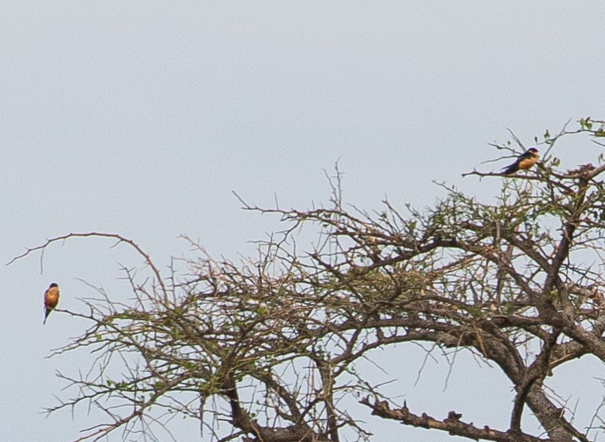 Rufous-chested Swallow - ML108928181