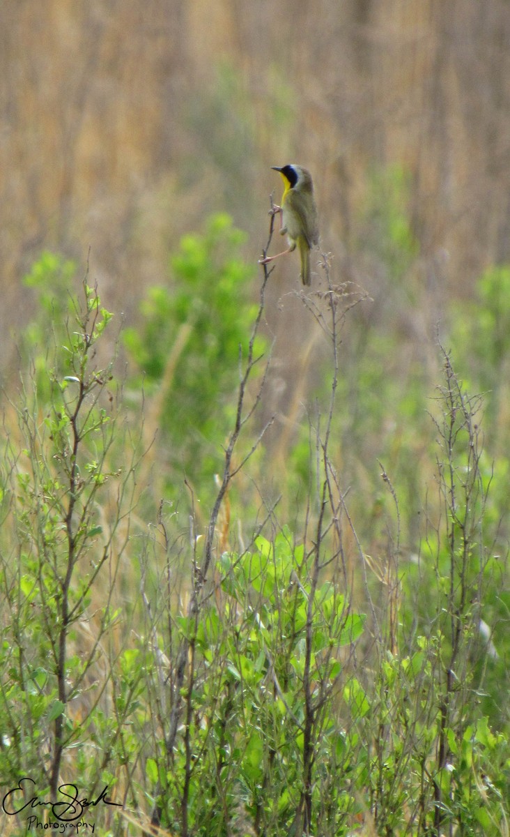Paruline masquée - ML108928891