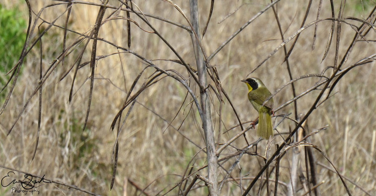 Paruline masquée - ML108928911