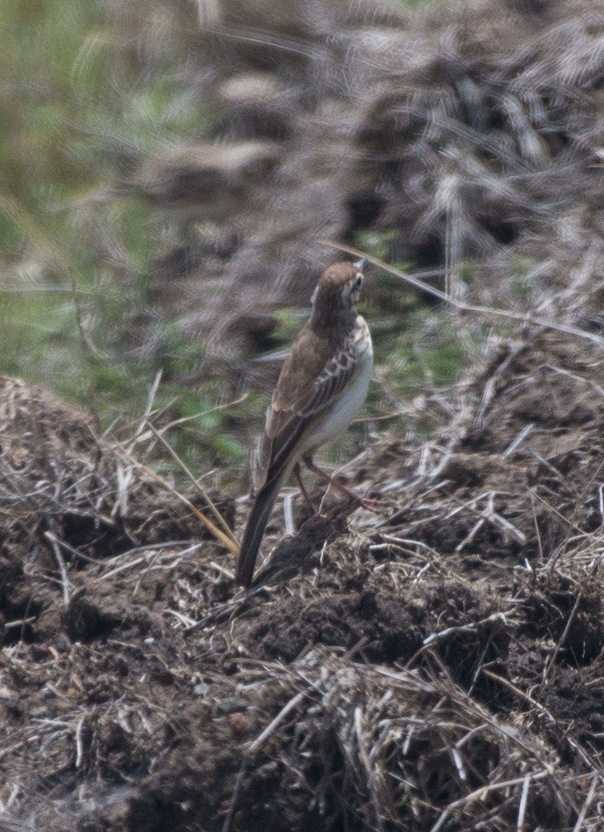 African Pipit - Simon Carter