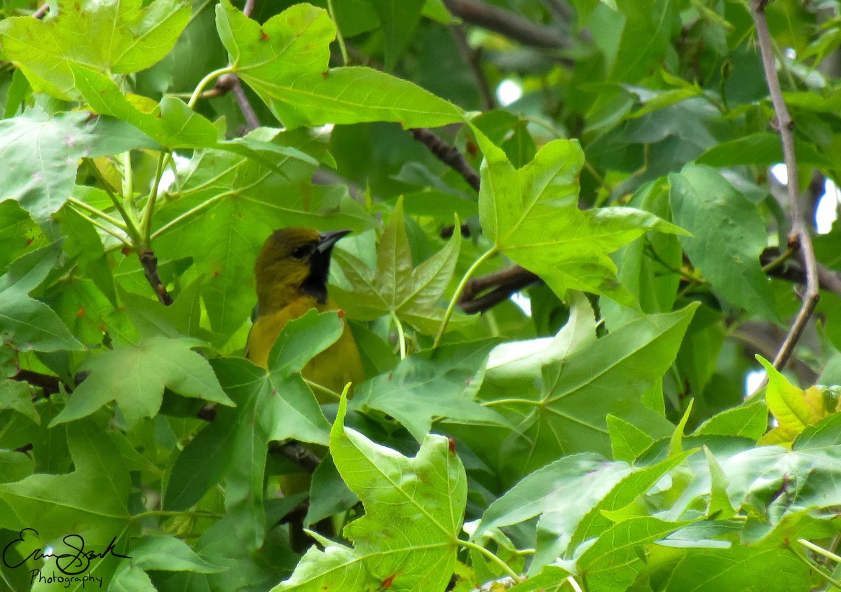 Orchard Oriole - ML108929151