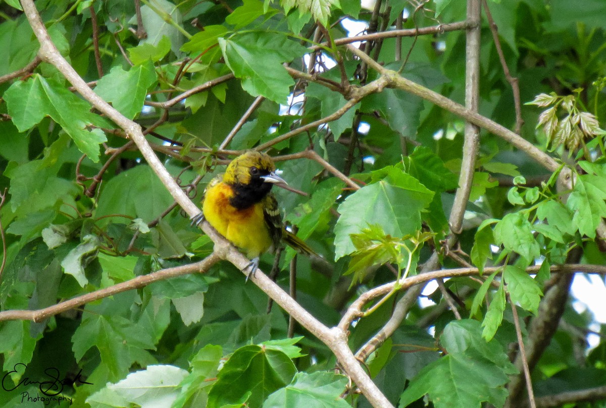 Orchard Oriole - ML108929161